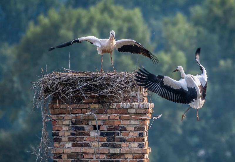Professional Chimney Animal Removal Services in La Palma, California